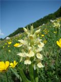 Dactylorhiza sambucina